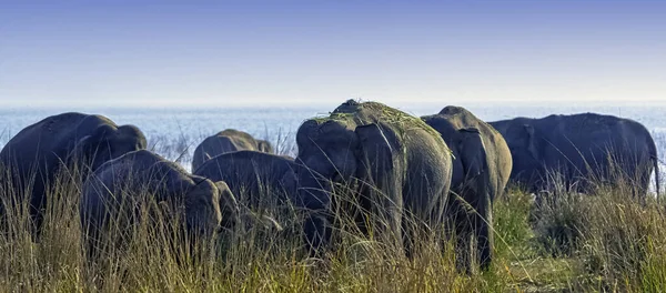 Indiai Elefántcsalád Elephas Maximus Indicus Ramganga Víztározóval Háttérben Jim Corbett — Stock Fotó