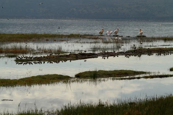 Vista Panoramica Uccelli Pellicani Natura Selvaggia — Foto Stock