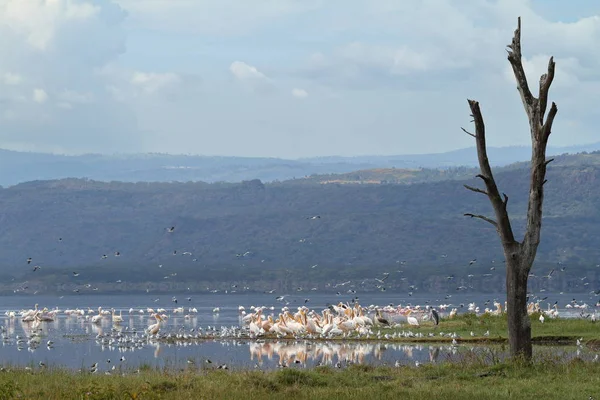 Мальовничий Вид Пеліканів Дику Природу — стокове фото