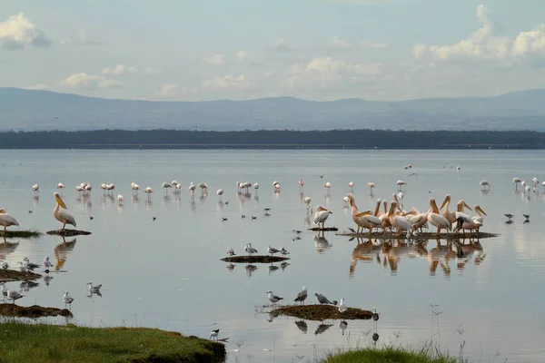 Vista Panoramica Uccelli Pellicani Natura Selvaggia — Foto Stock