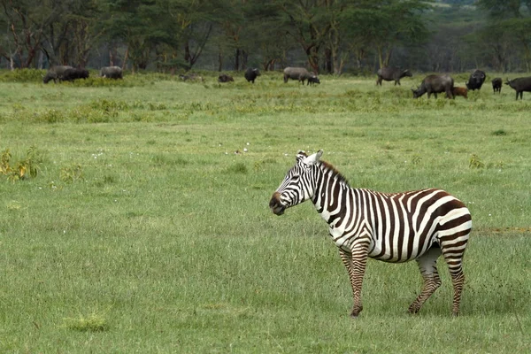 Zebrák Nakuru Nemzeti Parkban Kenyában — Stock Fotó