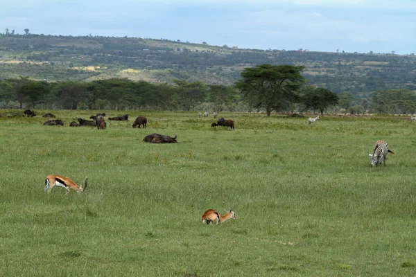 Parco Nazionale Del Lago Nakuru Kenya — Foto Stock