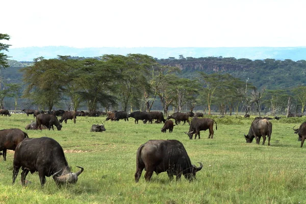 Búfalo Naturaleza Ganado — Foto de Stock