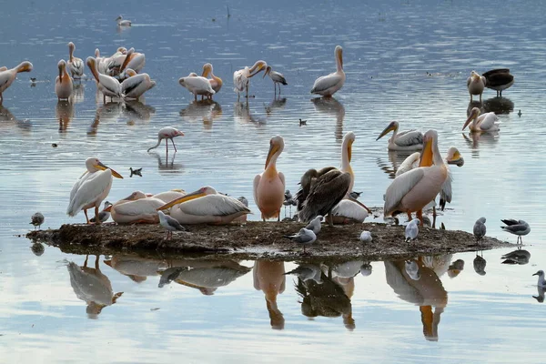 Scenic View Pelican Birds Wild Nature — Stock Photo, Image