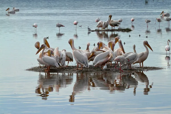 Malowniczy Widok Ptaki Pelikana Dzikiej Przyrody — Zdjęcie stockowe