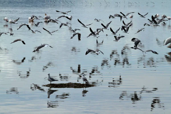 Πουλιά Στο Εθνικό Πάρκο Της Λίμνης Νακούρου Στην Κένυα — Φωτογραφία Αρχείου