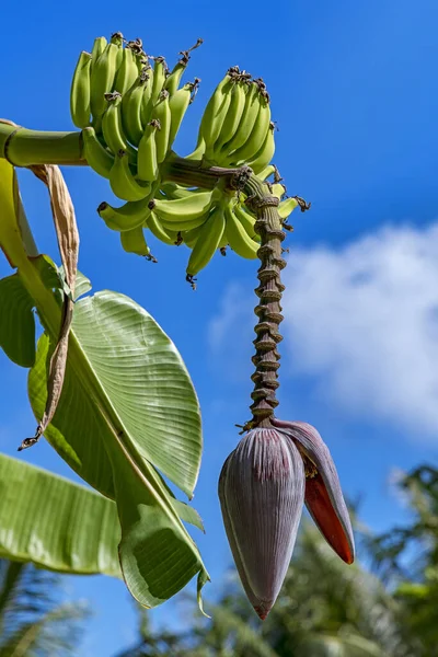 banana (musa ensete),perennial with flowering,maupiti,society islands,french polynesia.