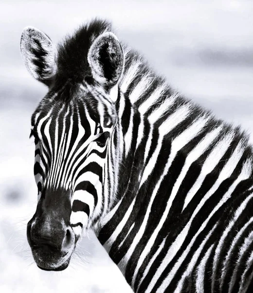 Zbliżenie Zebra Zielonej Łące — Zdjęcie stockowe
