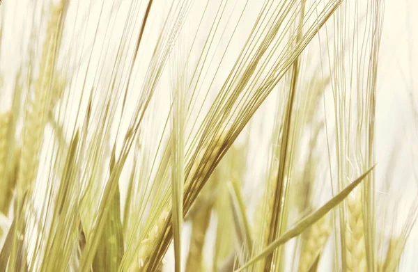 Крупный План Пшенице Весной — стоковое фото