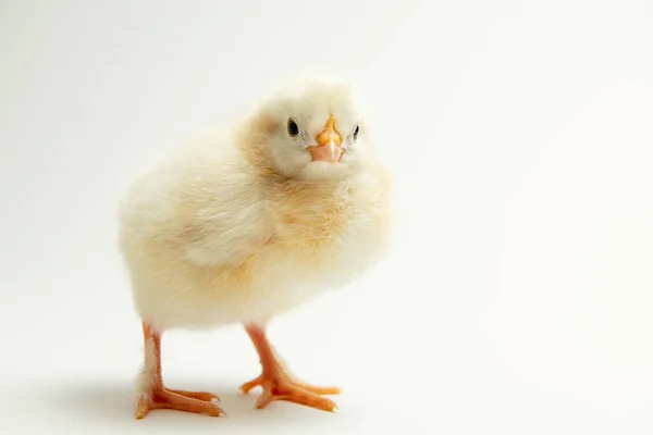 Маленький Желтый Цыпленок Фоне Яркого Фона — стоковое фото
