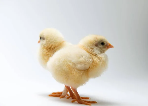 Сердце Двух Маленьких Цыплят Перед Ярким Фоном — стоковое фото