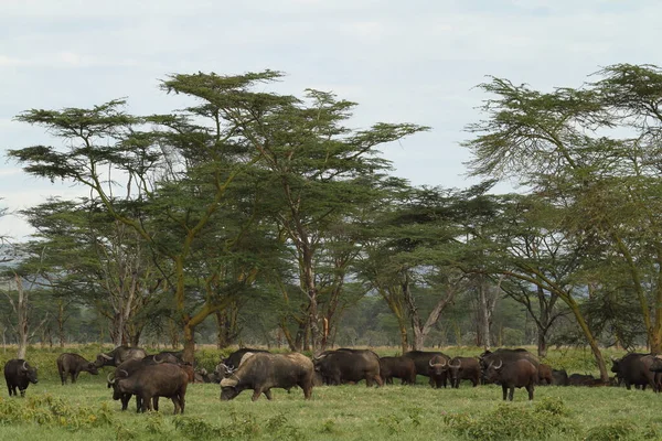 Bufalo Natura Bovini — Foto Stock