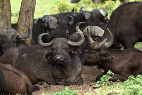 Búfalo Naturaleza Ganado — Foto de Stock