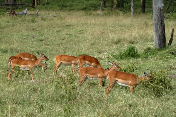 肯尼亚Nakuru湖国家公园的Impalas — 图库照片