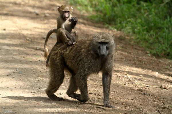 肯尼亚纳库鲁湖国家公园的狒狒 — 图库照片