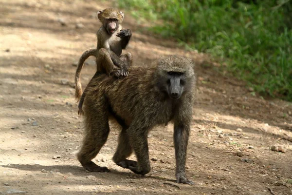 Pavián Národním Parku Nakuru Keni — Stock fotografie