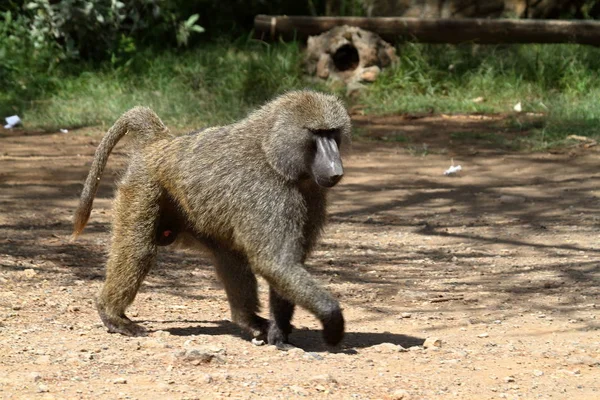 肯尼亚纳库鲁湖国家公园的狒狒 — 图库照片