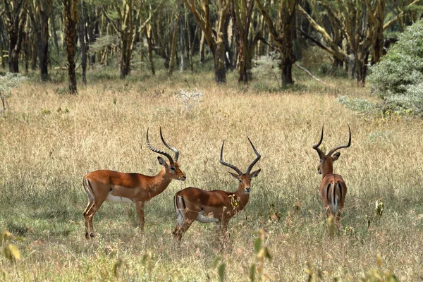 Kenya Nakuru Gölü Ndeki Impalas Milli Parkı — Stok fotoğraf