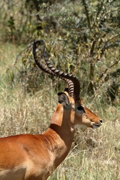 Impala Lake Nakuru National Park Kenia — Stockfoto