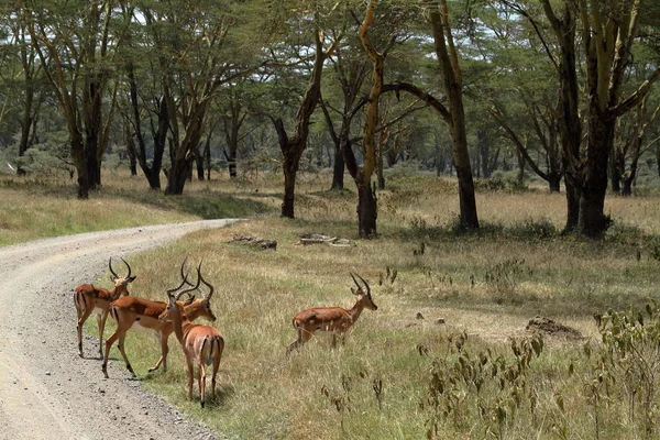 Impalas Parque Nacional Lago Nakuru Quênia — Fotografia de Stock