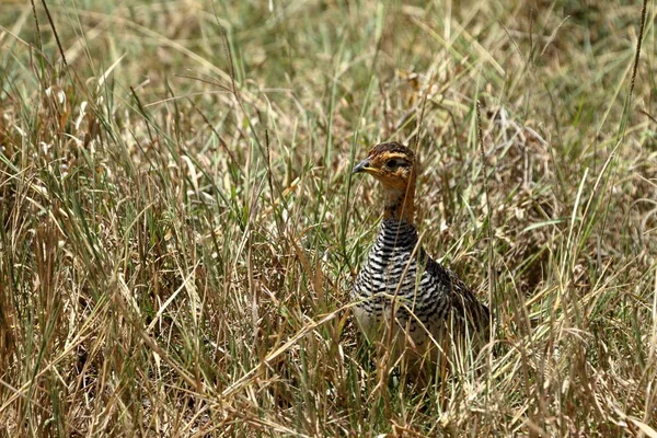 Fågel Savannen Kenya — Stockfoto