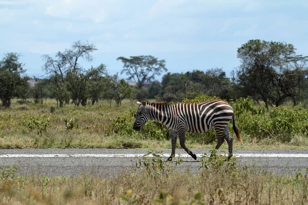 Zebras Lake Nakuru National Park Kenya — Stock Photo, Image