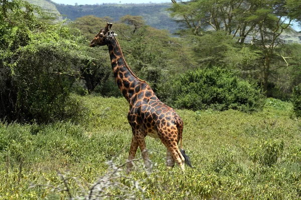 Žirafy Národním Parku Nakuru Keni — Stock fotografie