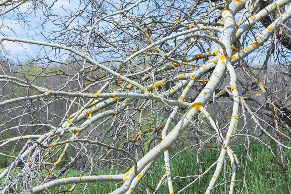 Желтые Пятна Лишайника Голых Ветвях Дерева Весенний Солнечный День Естественный — стоковое фото
