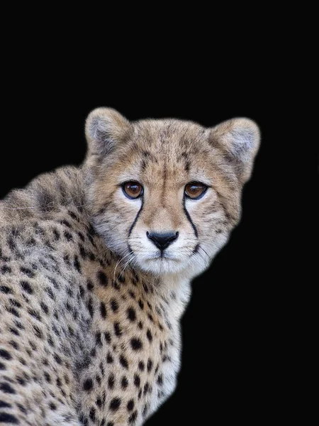 Young Cheetah Portrait Black Background — Stock Photo, Image
