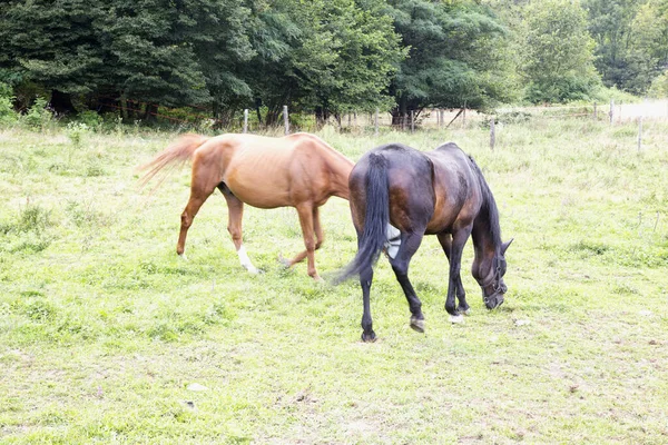 Cavalli Che Mangiano Nell Erba Immagine Orizzontale — Foto Stock