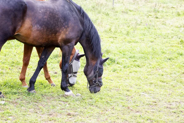 Cavalos Comendo Grama Imagem Horizontal — Fotografia de Stock