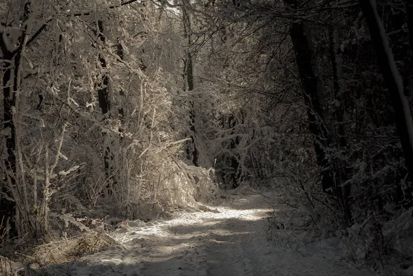 木々や雪のある冬の風景 — ストック写真