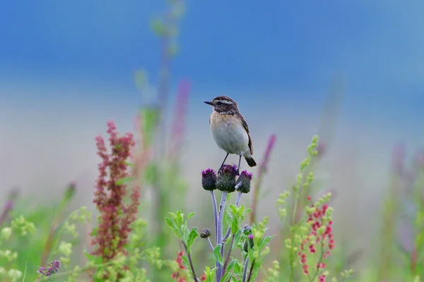 Whinchat Ψάχνει Για Φαγητό Ένα Λιβάδι — Φωτογραφία Αρχείου