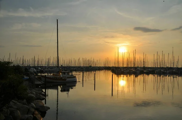 Golfinhos Canal Kiel — Fotografia de Stock