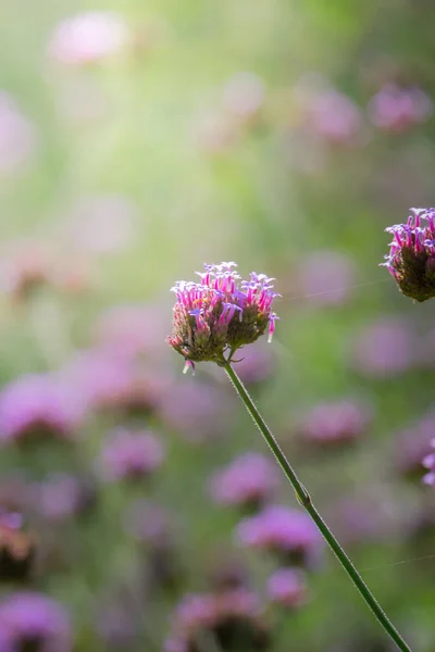 Imagen Fondo Las Flores Colores Naturaleza Fondo — Foto de Stock