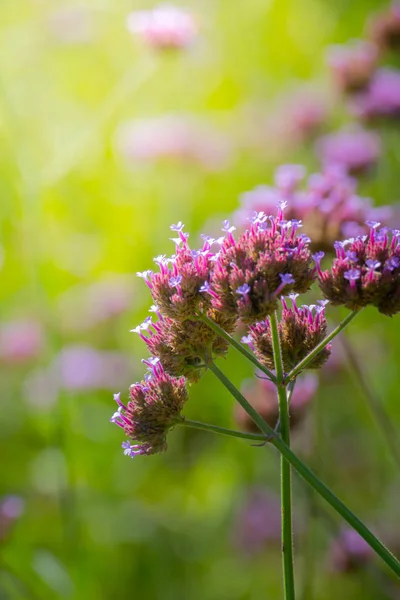 Imagen Fondo Las Flores Colores Naturaleza Fondo — Foto de Stock