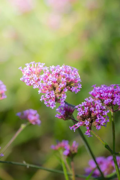 Imagen Fondo Las Flores Colores Naturaleza Fondo — Foto de Stock