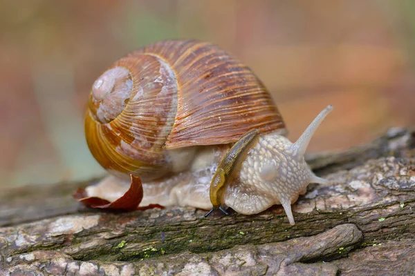 Římský Šnek Lese — Stock fotografie