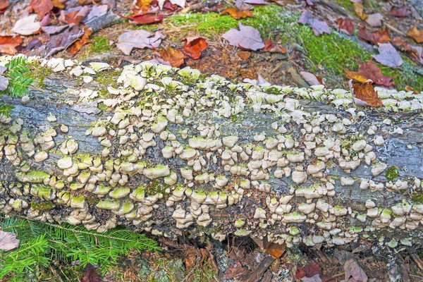 Färgglada Träd Svamp Skog Logga Algonquin Provincial Park Ontario — Stockfoto