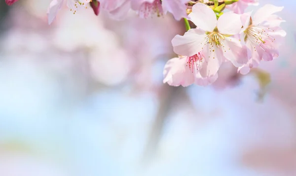 Pembe Sakura Yaprakları Arka Plan Çiçek Romantik Çiçeği Sakura Çiçek — Stok fotoğraf