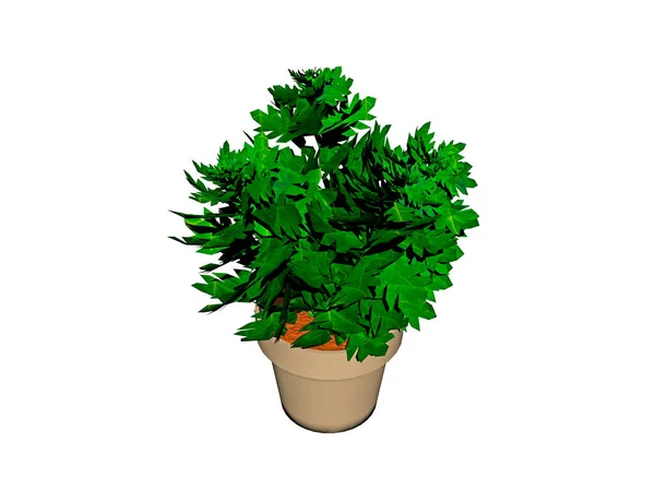 Grüne Pflanze Topf Isoliert Auf Weißem Hintergrund — Stockfoto