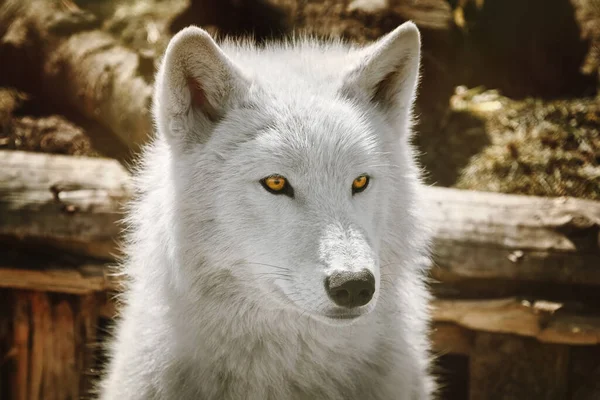 Alaska Tundra Wolf Canis Lupus Tundrarum Auch Bekannt Als Unfruchtbarer — Stockfoto