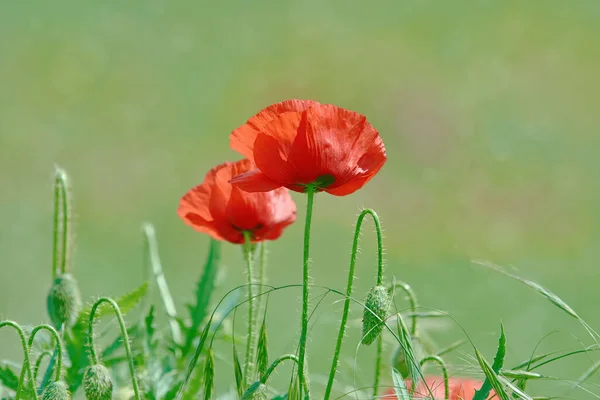 緑の芝生に赤いケシの花 — ストック写真
