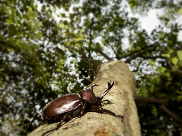 Den Närbild Rhinoceros Beetle Rhino Beetle Hercules Skalbagge Unicorn Skalbagge — Stockfoto