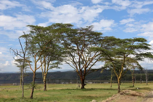 Lago Nakuru Parque Nacional Kenia — Foto de Stock