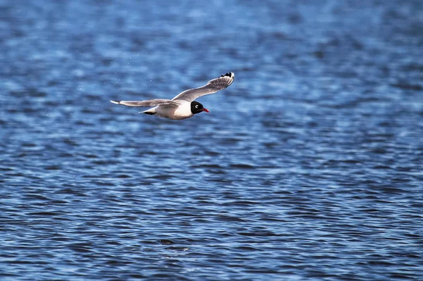 Een Franklin Gull Die Golvend Water Vliegt — Stockfoto