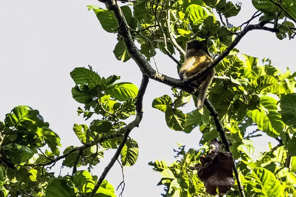 Обезьяна Rhesus Macaque Macacaca Mulatta Джунглях Национальный Парк Джима Корбелла — стоковое фото