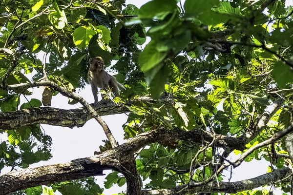 Ormanda Rhesus Makaque Maymunu Macaca Mulatta Jim Corbett Ulusal Parkı — Stok fotoğraf