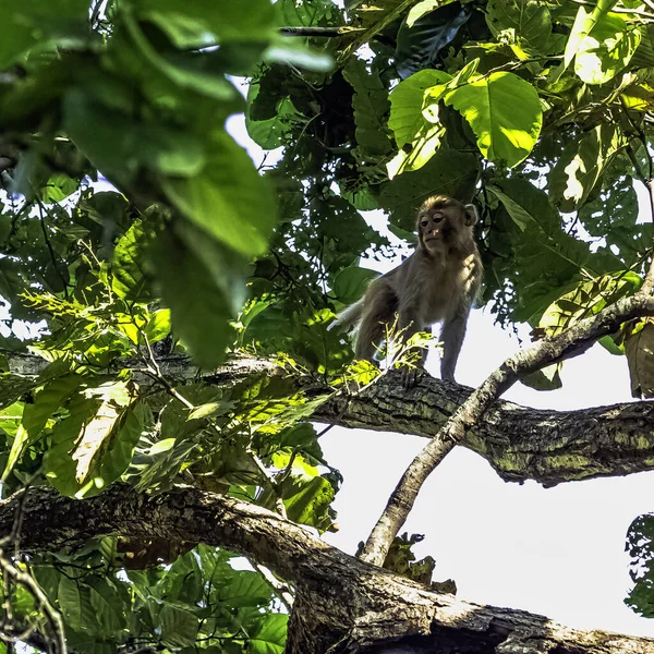 Mono Macaco Rhesus Macaca Mulatta Selva Parque Nacional Jim Corbett —  Fotos de Stock