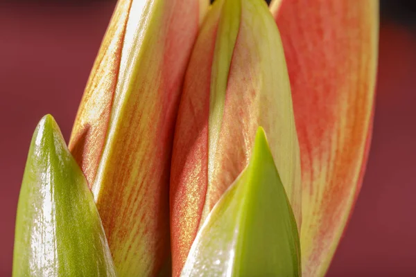 Amaryllis Blütenblätter Flora — Stockfoto